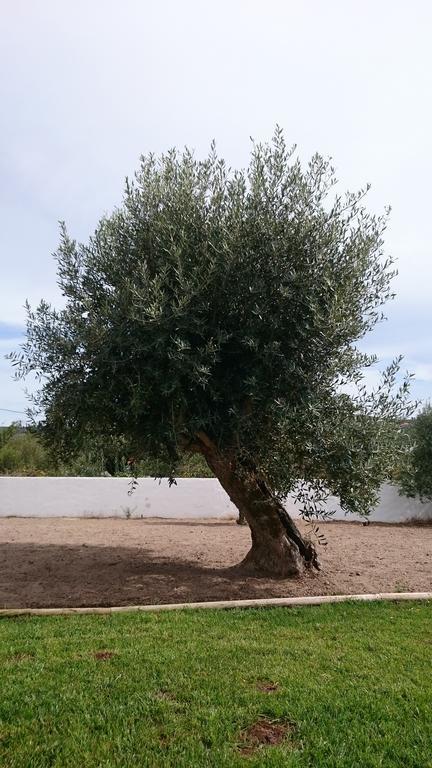 Casa Das Oliveiras Alvados Pokój zdjęcie